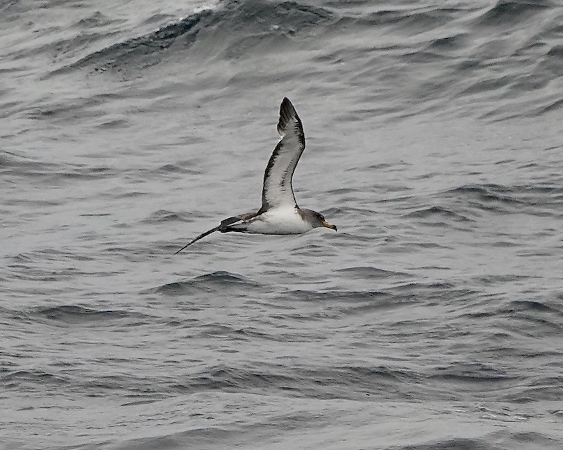 Cory's shearwater